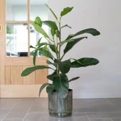 Nella Plant Pot - Forest -Plant Supplies Sale Nella Forest 7