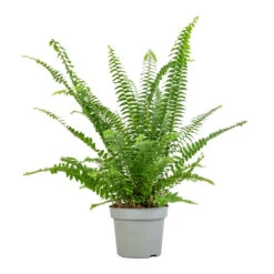 Nephrolepis Exaltata Bostoniensis - Boston Fern -Plant Supplies Sale Nephrolepis exaltata Bostoniensis Boston Fern 12x30cm 2
