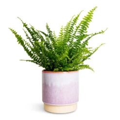 Nephrolepis Exaltata Bostoniensis - Boston Fern -Plant Supplies Sale Nephrolepis exaltata Bostoniensis Boston Fern 12x30cm Copenhagen Plant Pot Pink 15.5x16cm 464b30bf 2445 4fb6 8ec3 ee189ddd23b5
