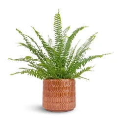 Nephrolepis Exaltata Bostoniensis - Boston Fern -Plant Supplies Sale Nephrolepis exaltata Bostoniensis Boston Fern 12x30cm Flor Plant Pot Orange 17x15cm