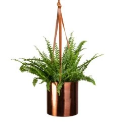Nephrolepis Exaltata Bostoniensis - Boston Fern -Plant Supplies Sale Nephrolepis exaltata Bostoniensis Boston Fern 12x30cm Floro Hanging Plant Pot Copper 15x15cm 094f911e fd2a 4f09 865b c99959fc1f2f