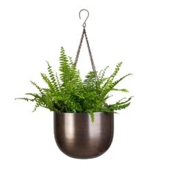 Mayfair Hanging Plant Pot - Mocha -Plant Supplies Sale Nephrolepis exaltata Bostoniensis Boston Fern 12x30cm Mayfair Hanging Plant Pot Mocha 21x16cm
