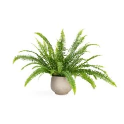 Nephrolepis Exaltata Bostoniensis - Boston Fern -Plant Supplies Sale Nephrolepis exaltata Bostoniensis Boston Fern 12x30cm Mini Pixie Plant Pot Grey Washed 18x15cm