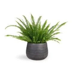 Nephrolepis Exaltata Bostoniensis - Boston Fern -Plant Supplies Sale Nephrolepis exaltata Bostoniensis Boston Fern 17x40cm Angle Darcy Plant Pot Anthracite 34.5x24cm b31a6d94 7ed6 449d 955f 00135db4be5d