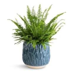 Nephrolepis Exaltata Bostoniensis - Boston Fern -Plant Supplies Sale Nephrolepis exaltata Bostoniensis Boston Fern 17x40cm Arles Leaf Plant Pot Teal 20x20cm