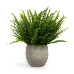 Dex Plant Pot - Earth -Plant Supplies Sale Nephrolepis exaltata Bostoniensis Boston Fern 17x40cm Dex Plant Pot Earth 22x20cm
