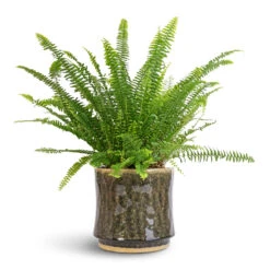 Nephrolepis Exaltata Bostoniensis - Boston Fern -Plant Supplies Sale Nephrolepis exaltata Bostoniensis Boston Fern 17x40cm Nolan Plant Pot Pine 21x20cm