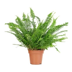 Nephrolepis Exaltata Bostoniensis - Boston Fern -Plant Supplies Sale Nephrolepis exaltata Bostoniensis Boston Fern 18x40cm