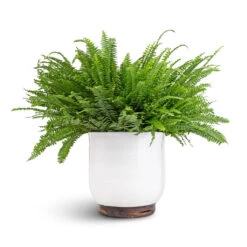 Jayla Plant Pot - White -Plant Supplies Sale Nephrolepis exaltata Bostoniensis Boston Fern 19x50cm Jayla Plant Pot White 27x25cm 6a1b5f44 5ef9 40f1 aabd 36c720360485