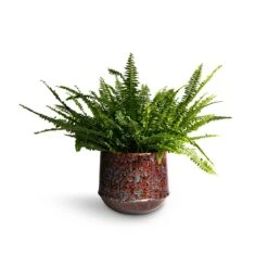 Nephrolepis Exaltata Bostoniensis - Boston Fern -Plant Supplies Sale Nephrolepis exaltata Bostoniensis Boston Fern 19x50cm Noud Plant Pot Marrakesh 26x22cm