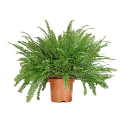 Nephrolepis Exaltata Bostoniensis - Boston Fern -Plant Supplies Sale Nephrolepis exaltata Bostoniensis Boston Fern 19x50cm 80a68c74 8d70 4df5 b0e3 f7797ab00bc9