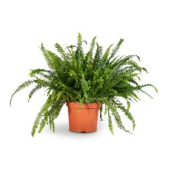 Nephrolepis Exaltata Bostoniensis - Boston Fern -Plant Supplies Sale Nephrolepis exaltata Bostoniensis Boston Fern 26x75cm