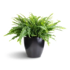 Nephrolepis Exaltata Bostoniensis - Boston Fern -Plant Supplies Sale Nephrolepis exaltata Bostoniensis Boston Fern 26x75cm Sven Plant Pot Black 33x28cm 1
