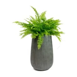 Patt High Plant Vase - Ridged Dark Grey -Plant Supplies Sale Nephrolepis exaltata Bostoniensis Boston Fern Patt High Plant Vase Ridged Dark Grey 72426f50 1d8d 409c b712 c400f9c87047
