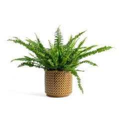 Nephrolepis Exaltata Bostoniensis - Boston Fern -Plant Supplies Sale Nephrolepis exaltata Bostoniensis Boston Fern Thies Plant Pot Mustard 5c4d2b0b 1611 4b4a a1fd b010cc00fc77