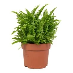 Nephrolepis Exaltata Vitale - Compact Sword Fern -Plant Supplies Sale Nephrolepis exaltata Vitale Compact Sword Fern 12x20cm