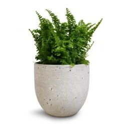 Nephrolepis Exaltata Vitale - Compact Sword Fern -Plant Supplies Sale Nephrolepis exaltata Vitale Compact Sword Fern 12x20cm Cas Plant Pot Cool Grey 15x13cm