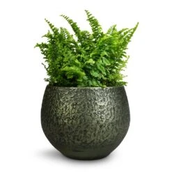 Noor Plant Pot - Velvet Green -Plant Supplies Sale Nephrolepis exaltata Vitale Compact Sword Fern 12x20cm Noor Plant Pot Velvet Green 16x13cm 346610c6 9d51 4936 af7c 4ab20709583b