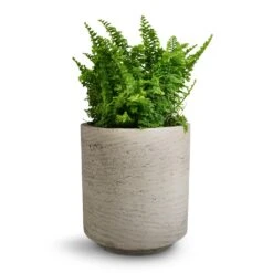 Suzi Plant Pot - Grey Washed -Plant Supplies Sale Nephrolepis exaltata Vitale Compact Sword Fern 12x20cm Suzi Plant Pot Grey Washed 15x16.5cm