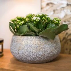 Noor Plant Bowl - Metallic Grey -Plant Supplies Sale Noor Plant Bowl Metallic Grey 2