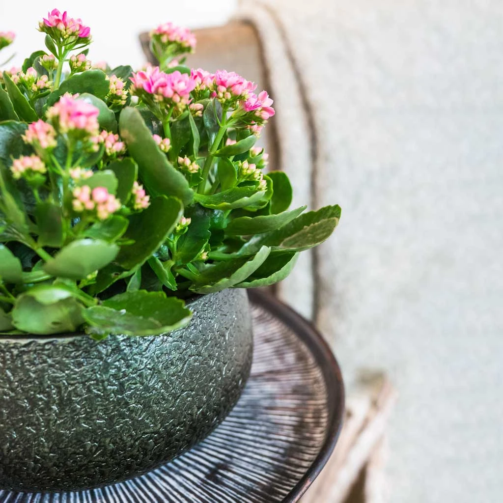 Noor Plant Bowl - Velvet Green 4 Noor Plant Bowl - Velvet Green - Image 4