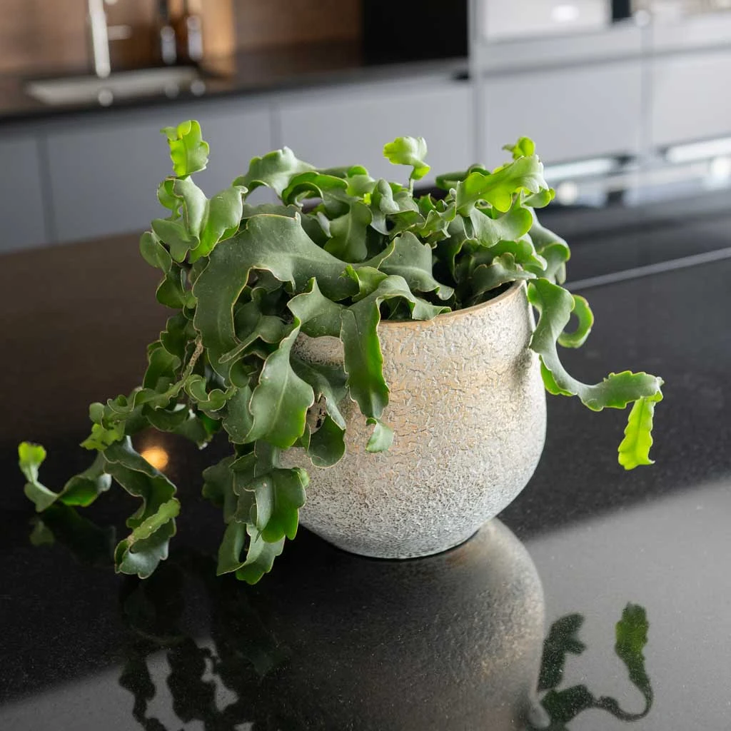 Noor Plant Pot - Metallic Grey 12 Noor Plant Pot - Metallic Grey - Image 12