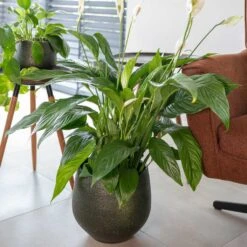 Noor Plant Pot - Velvet Green -Plant Supplies Sale Noor Plant Pot Velvet Green 2