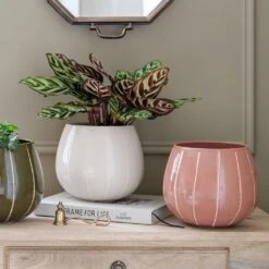 Nova Plant Pot - Rose -Plant Supplies Sale Nova Plant Pot Rose 23 x 18cm 6f69093b d56e 46c7 94b7 24c715c1effc