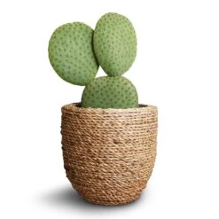 Cody Plant Pot - Straw Grass -Plant Supplies Sale Opuntia microdasys Bunny Ear Cactus 10.5x15cm Cody Plant Pot Straw Grass 3b3d646c 600a 49ac b3eb b6630979e44a