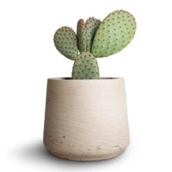 Patt Plant Pot - Grey Washed -Plant Supplies Sale Opuntia microdasys Bunny Ear Cactus 10.5x15cm Patt Plant Pot Grey Washed 7eacf662 3b29 429b b6f4 1321dbae0f22