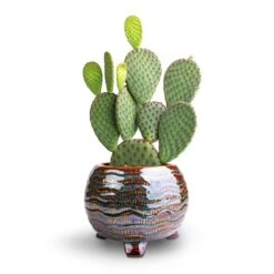 Dewi Plant Pot - Marrakesh 21 Dewi Plant Pot - Marrakesh -Plant Supplies Sale Opuntia microdasys Bunny Ear Cactus 12x20cm Dewi Plant Pot Marrakesh 18x14cm a680b3c4 dfe2 432e a6b1 4b79dce90d18