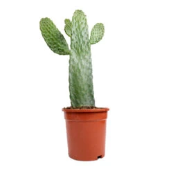 Opuntia Rubescens Consolea - Road Kill Cactus -Plant Supplies Sale Opuntia rubescens Consolea Road Kill Cactus 17x35cm