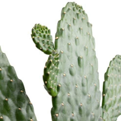 Plant Supplies Sale -Plant Supplies Sale Opuntia rubescens Consolea Road Kill Cactus SWATCH 2