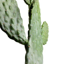 Opuntia Rubescens Consolea - Road Kill Cactus -Plant Supplies Sale Opuntia rubescens Consolea Road Kill Cactus SWATCH