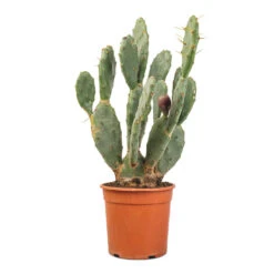 Opuntia Vulgaris - Prickly Pear Cactus -Plant Supplies Sale Opuntia vulgaris Prickly Pear Cactus 17x50cm