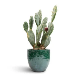 Jolin Plant Pot - Forest -Plant Supplies Sale Opuntia vulgaris Prickly Pear Cactus 17x50cm Jolin Plant Pot Forest 20x18cm 85b44294 f69f 45c0 b708 c80b24752d9e