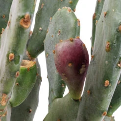 Opuntia Vulgaris - Prickly Pear Cactus -Plant Supplies Sale Opuntia vulgaris Prickly Pear Cactus SWATCH 3