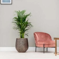 Opus Hit Darcy Planter - Gold -Plant Supplies Sale Opus Hit Darcy Planter Gold Kentia Palm Indoor Plant