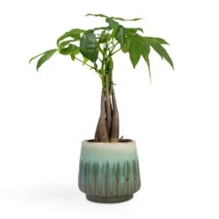Pachira Aquatica - Money Tree -Plant Supplies Sale Pachira aquatica Money Tree 12x35cm Alice Plant Pot Ocean 15x14cm
