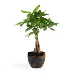 Pachira Aquatica - Money Tree -Plant Supplies Sale Pachira aquatica Money Tree 12x35cm Vive Metal Plant Pots Set3 Lava
