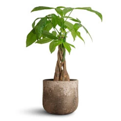 Albero Plant Pot - Cement -Plant Supplies Sale Pachira aquatica Money Tree 12x40cm Albero Plant Pot Cement 16x14cm
