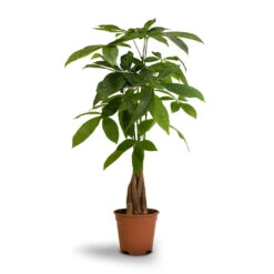 Pachira Aquatica - Money Tree -Plant Supplies Sale Pachira aquatica Money Tree 14x50cm