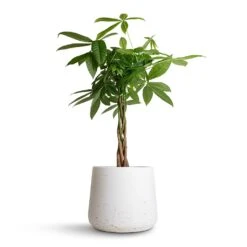 Pachira Aquatica - Money Tree -Plant Supplies Sale Pachira aquatica Money Tree 17x70cm Patt Plant Pot White Washed 23x20cm
