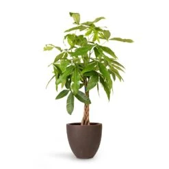 Pachira Aquatica - Money Tree -Plant Supplies Sale Pachira aquatica Money Tree 23x105cm Grigio Egg Pot Planter Rusty Iron Concrete 32x29cm c9bcb781 cedc 45c1 8ee8 f4094fca2f2a