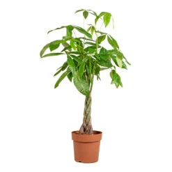 Pachira Aquatica - Money Tree -Plant Supplies Sale Pachira aquatica Money Tree 24x135cm