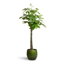 Aimee Plant Pot - Pear -Plant Supplies Sale Pachira aquatica Money Tree 24x140cm Aimee Plant Pot Pear 38x34cm 2 85fa2454 48f9 4975 8251 d9e0716c1afd