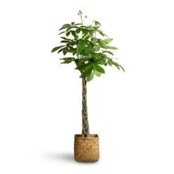 Kobe Bamboo Planter -Plant Supplies Sale Pachira aquatica Money Tree 24x140cm Kobe Bamboo Planter 30x30x31cm 5ba7b36a a377 4fc2 bb0d dac79e529c77