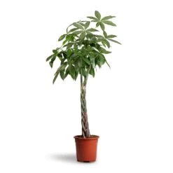 Pachira Aquatica - Money Tree -Plant Supplies Sale Pachira aquatica Money Tree 27x140cm