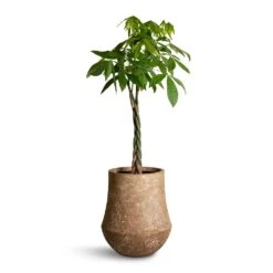 Polystone Coated Darcy Planter - Rock 11 Polystone Coated Darcy Planter - Rock -Plant Supplies Sale Pachira aquatica Money Tree 27x140cm Polystone Coated Darcy Planter Rock 47x56.5cm 25c597d1 04bc 4f86 a467 e7d20b668b97