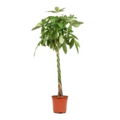 Pachira Aquatica - Money Tree -Plant Supplies Sale Pachira aquatica Money Tree 27x150cm